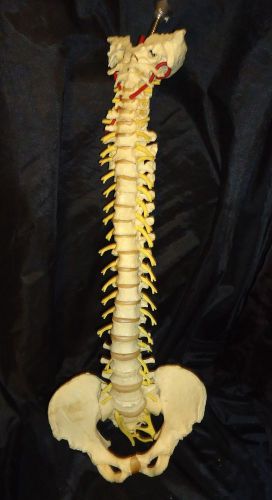 Vintage Flexible Life Size Vertebral Spinal Column Anatomical Model Spine
