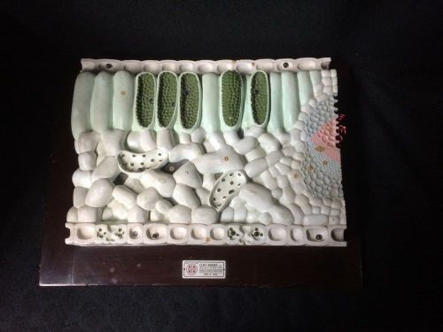 Antique Vintage Clay Adams - Biology Plant Structure Anatomical Model