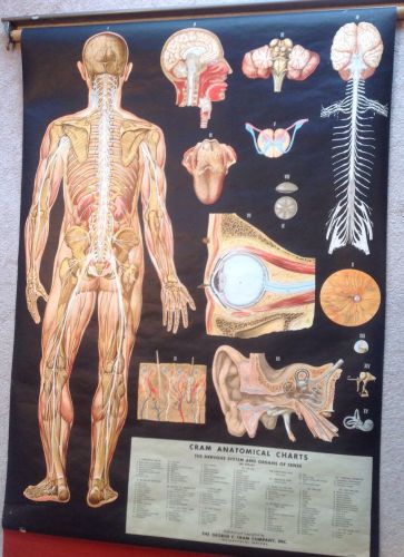Authentic Vintage Cram&#039;s Anatomy Classroom Wall Chart Human Body Nervous System
