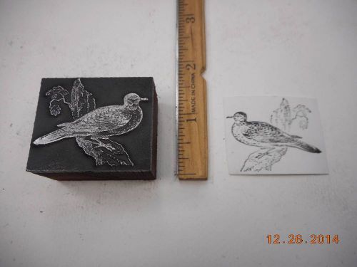 Letterpress Printing Printers Block, Pigeon like Bird on Tree Limb