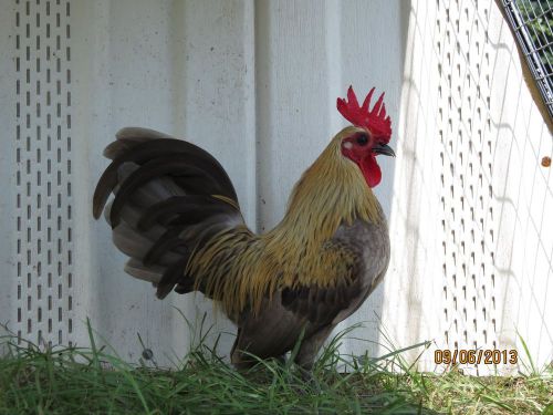 3ea  lemon blue&amp; 6ea Fawm red,3ea Blue Brassy,7 SDW Bantam hatching eggs,chicken