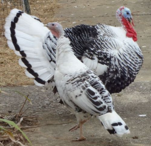 6 + royal &amp; blue palm heritage turkey fertile hatching eggs - mix possible! for sale