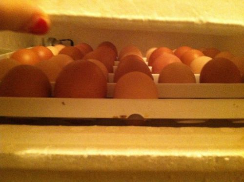 Half dozen Pure breeds Chicken hatching Eggs-6Eggs