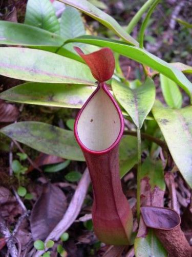 Fresh rare nepenthes reindwartiana red (15+ seeds)hot item, carnivorous,wow for sale