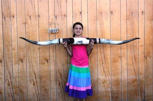 Steer long horns 5&#039; 10&#034; no skull skulls horn cow bull lh1139 for sale