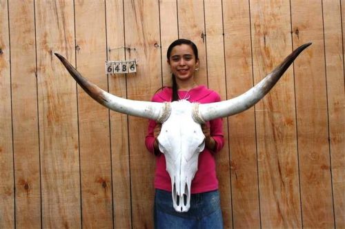 Steer skull long horns 3&#039; 10&#034; cow bull skulls horn h6486 for sale
