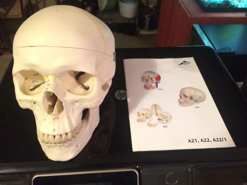 3B Scientific A21 Plastic 3 Part Numbered Human Classic Skull Model