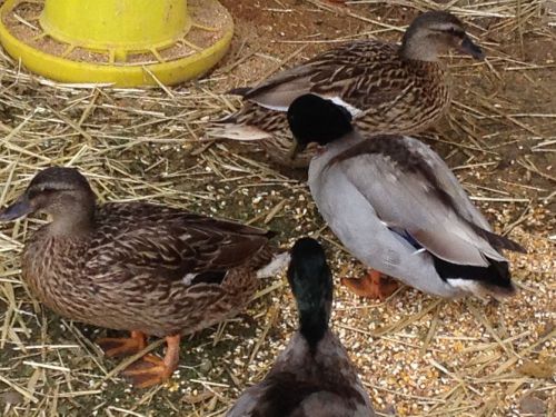 12+ Pure Grey Call duck  Hatching Eggs, Fertile, for incubator