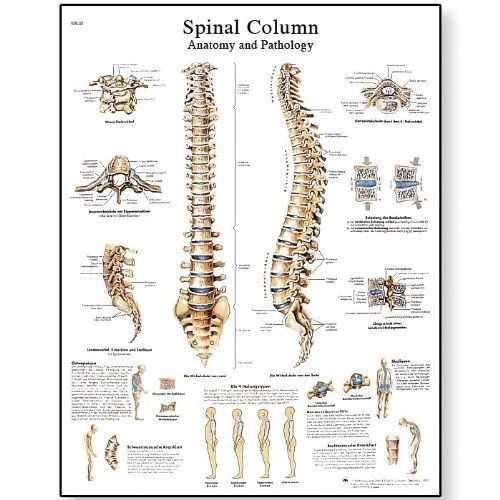 3B Scientific VR1152L Glossy Laminated Paper Spinal Column Anatomical Chart  Pos