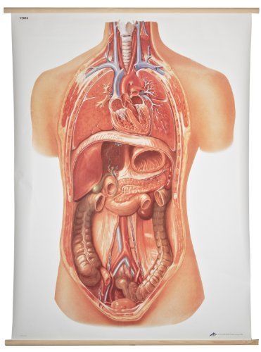 3B Scientific V2006M Internal Organs Anatomical Chart with Wooden Rods  Oversize