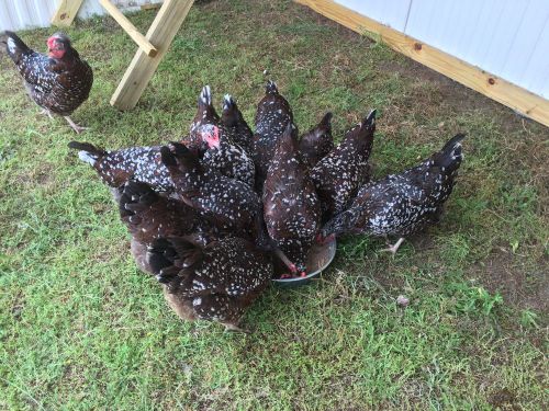 12+ 6 EXTRAS Specked Sussex Hatching Eggs  Ga NPIP and AI CLEAN!