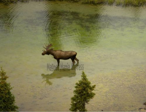 Metal refrigerator magnet aerial view adult moose standing in water for sale