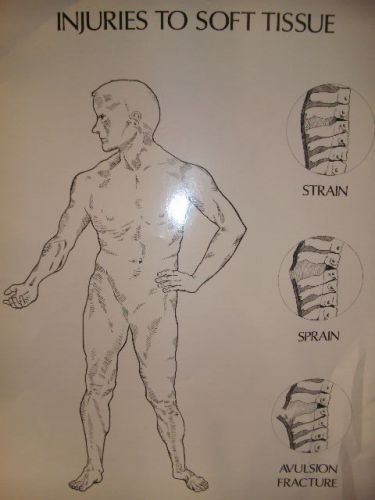 Injuries To Soft Tissue Laminated Poster 22 1/4&#034; X 16 3/4&#034;