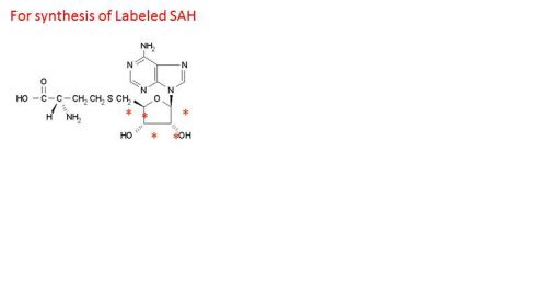 S-(5-Adenosyl)-L-homocysteine Hydrolase from rabbit erythrocyte, Sigma