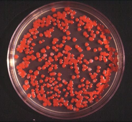 Mueller-Hinton agar dehydrated media 50g