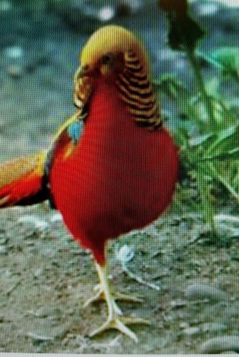 12 Red Golden Pheasant Hatching  eggs
