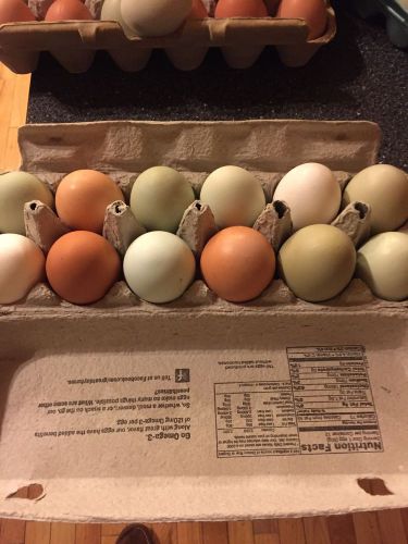 12 Fertile Hatching Chicken Eggs:Variety