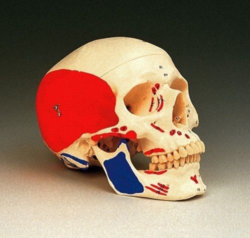 Human Skull With Painted Musculature