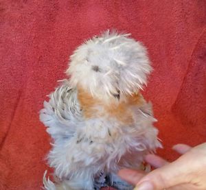6+  silkie, fancy sizzles &amp; show girl hatching eggs, many new colors, all  npip for sale