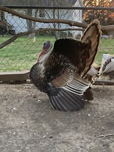 Sweetgrass Turkey Hatching Eggs 6++