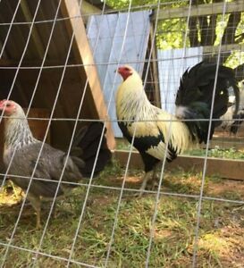 6 Jimmy East Grey Gamefowl Hatching Eggs