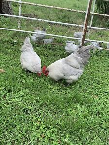12+ lavender orpington hatching eggs