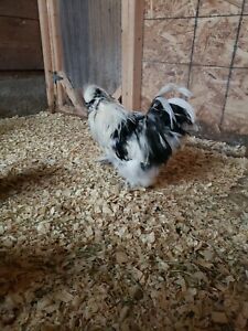 20. + paint and paint black split Silkie hatching eggs