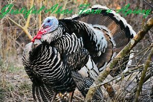 6+ Narragansett Turkey Hatching Eggs