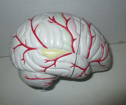 4 Part Human Brain Model Life Size , Heavy Duty Anatomical Model