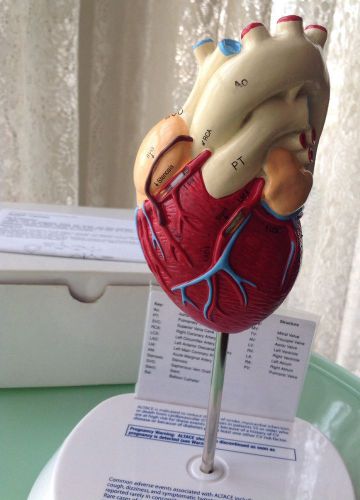 Heart Medical Model Display - Altace Advertising - Educational -  2 Sides -Stand