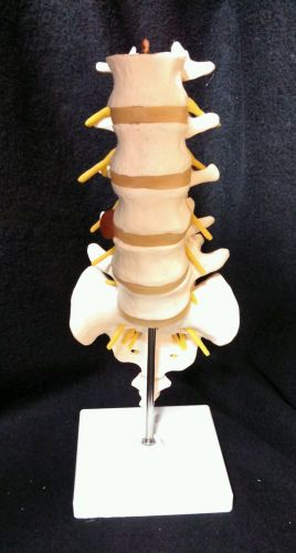 3B Scientific - A76/5 Lumbar Spinal Vertebral Column Anatomical Model (A 76/5)