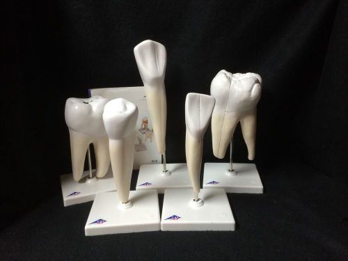 3B Scientific - D10 Classic Tooth Model Series, 5 Anatomical Models (D 10)