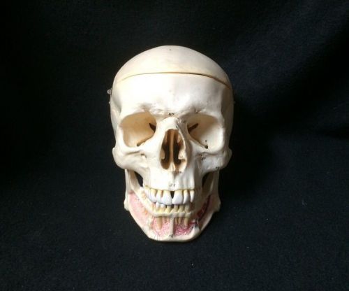 SOMSO QS2-1 Anatomical Model of Artificial Human Skull English &amp; Latin (QS 2-1)