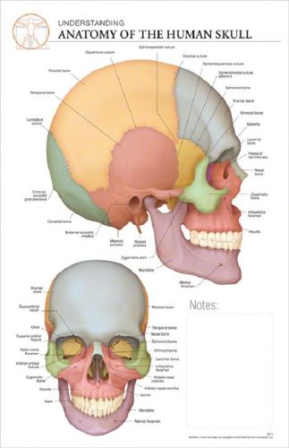 11 x 17 post-it anatomical chart: anatomy of the skull for sale