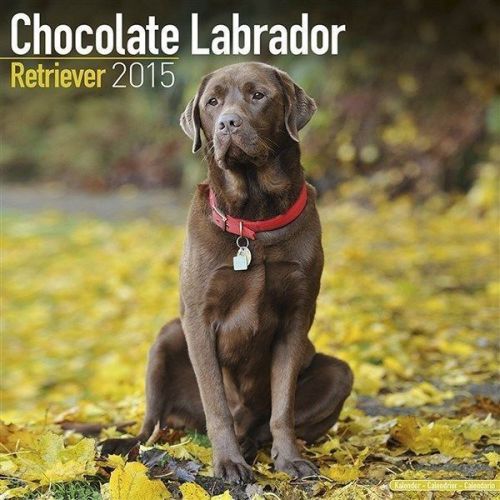 NEW 2015 Chocolate Labrador Retriever Calendar by Avonside- Free Priority Shippi