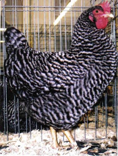 8 + barred rock chicken eggs