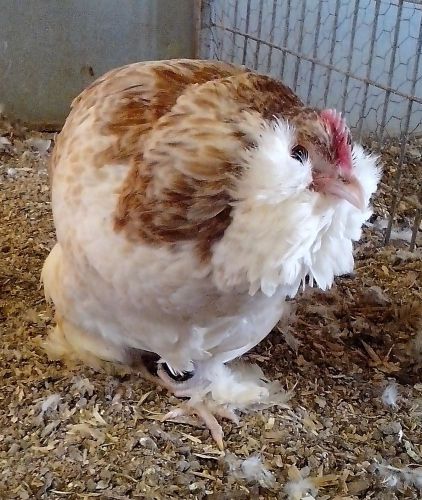 12 Quality Bantam FAVEROLLES Hatching Eggs