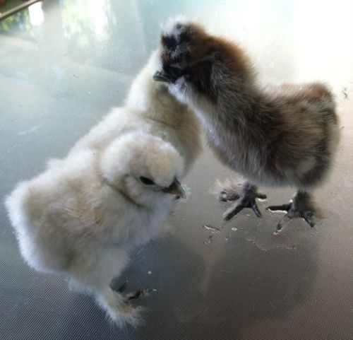 6 Show Quality Bearded Silkie Chicken Hatching Eggs Assorted Colors White Buff