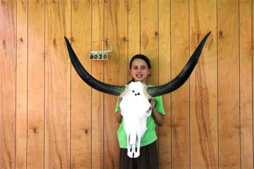 Steer skull and 3 ft 4&#034; in long horns cow longhorns h6030 for sale