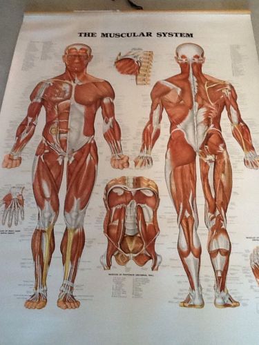 Muscular System Chart/Poster