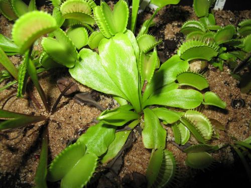 FRESH Rare Dionaea &#034;Dutch Delight&#034; (Venus Fly Trap)(10 seeds) Carnivorous, L@@K!