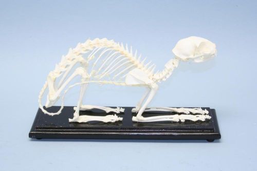 Cat Skeleton *Not Mounted* Real Specimen