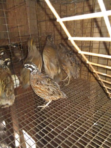 24 bobwhite quail hatching eggs