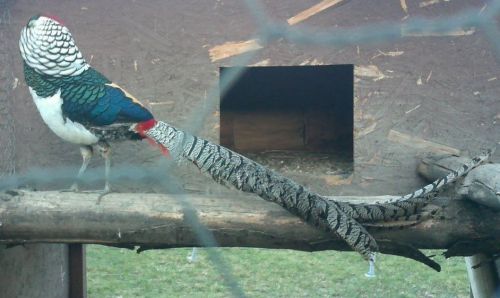 6+Lady Amherst  Pheasant Hatching Eggs