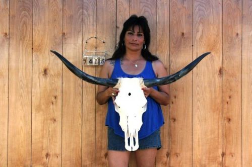 Steer skull long horns 3&#039; 6&#034; cow bull skulls horn h7416 for sale