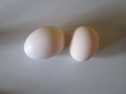 1 doz mix bantam chicken eggs for hatching mix leghorn eggs with bantam roosters