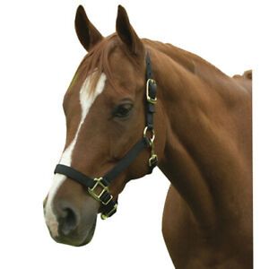 Intrepid International 1ZAS811BK Nylon Horse Halter, Horse - Black
