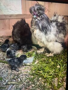 10 Bearded Silkie /splash Paint  chicks Straight Run