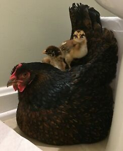  Double Laced Barnevelder Hatching Eggs, Lot of 6