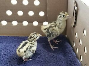 24 Ringneck Pheasant Eggs - Hatching Eggs